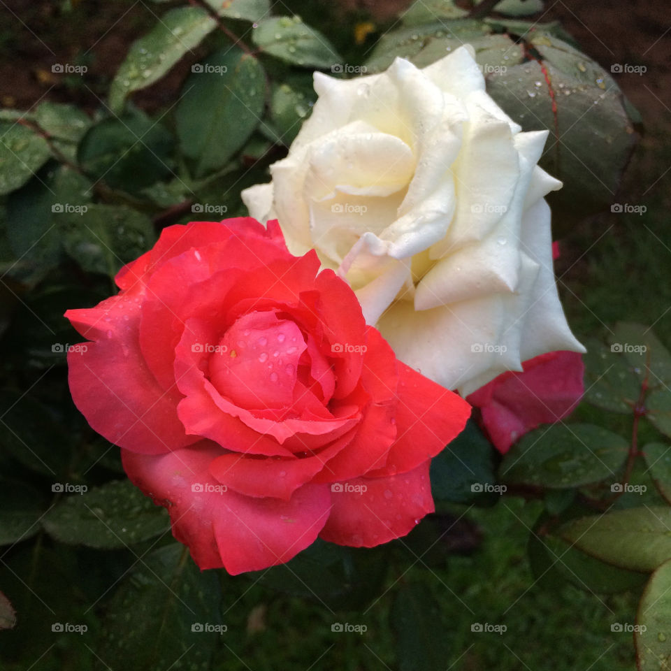 🌹 🇺🇸 Very beautiful flowers to brighten our day.  Live nature and its beauty. Did you like the delicate petals? / 🇧🇷 Flores muito bonitas para alegrar nosso dia. Viva a natureza e sua beleza. Gostaram das pétalas delicadas? 