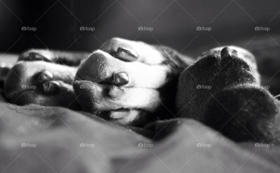 peace svartvit ro tass by paula