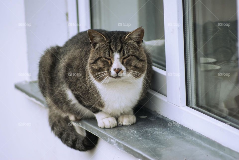 big fluffy cat sitting on the fence