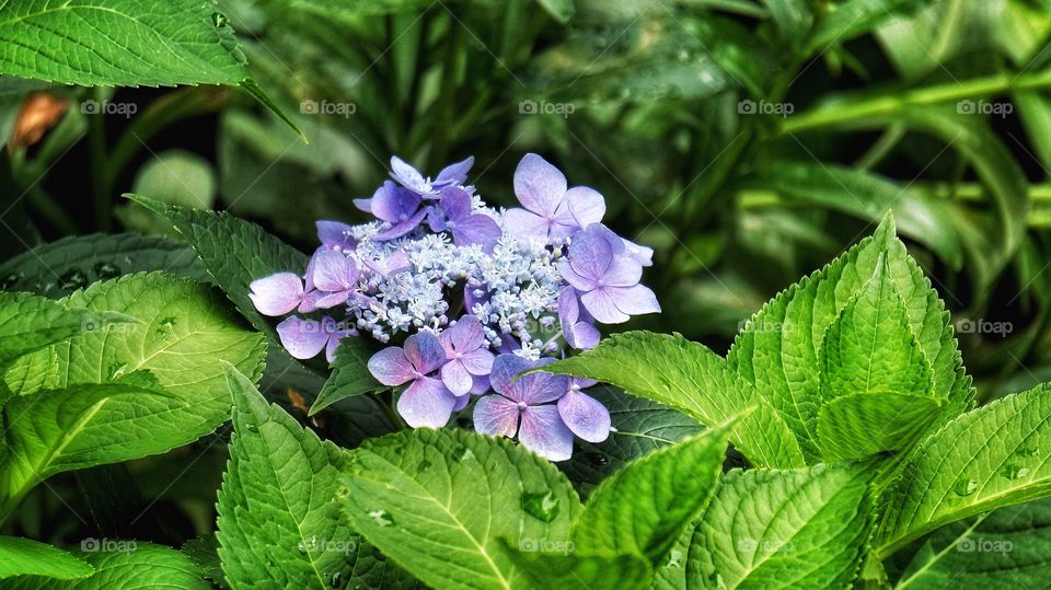 My yard today Hydrangea 