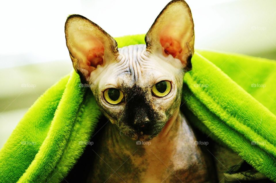 Portrait of a hairless cat
