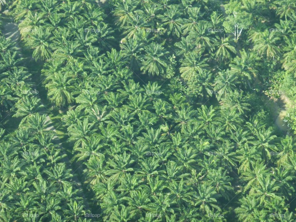 Palm Trees from Above