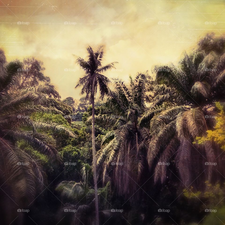 Tree, Palm, Tropical, No Person, Travel