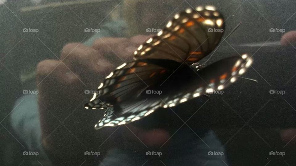 butterfly on car