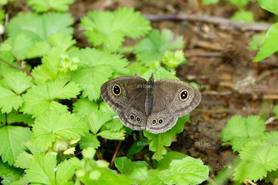 Beautiful and cute butterfly