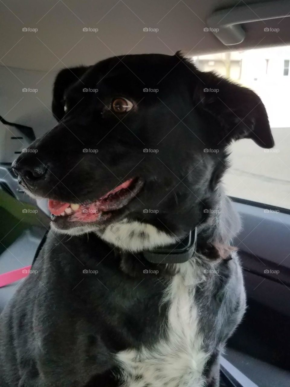 A smile on Bella let's us know she's happy going on road trips