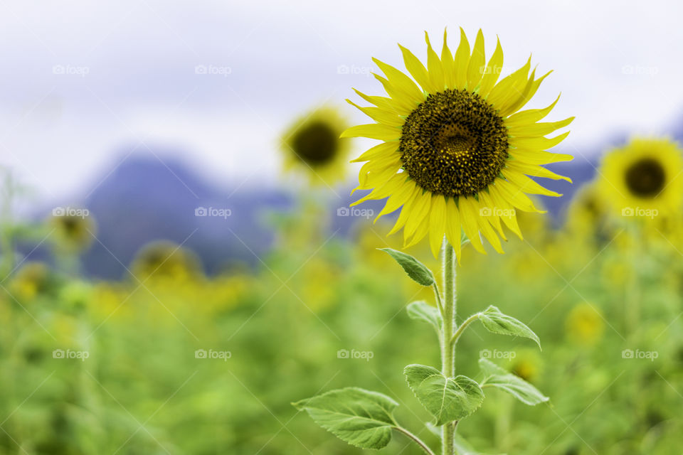 Sunflowers in Fields