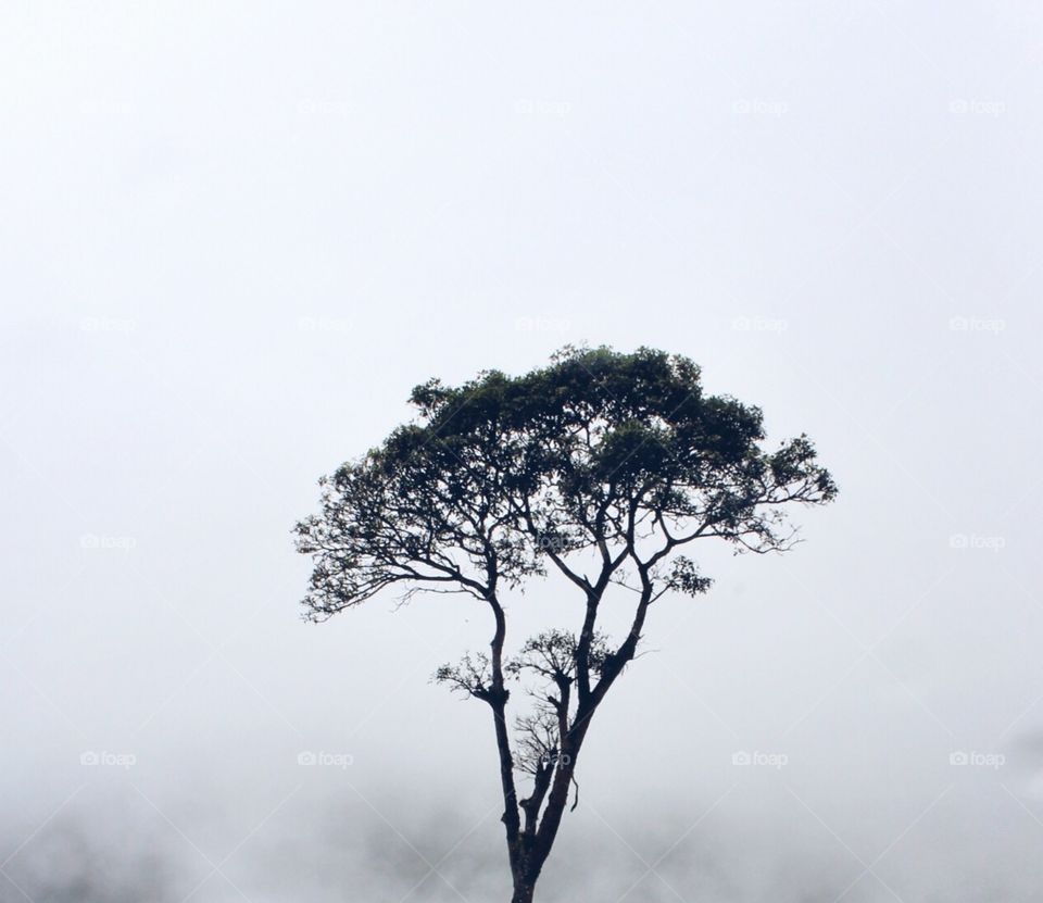 Lone tree in the clouds
