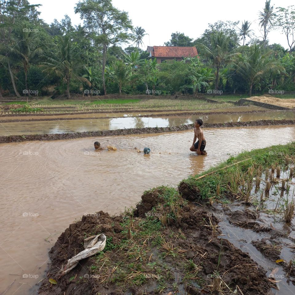 The excitement of small children playing in the rice fields