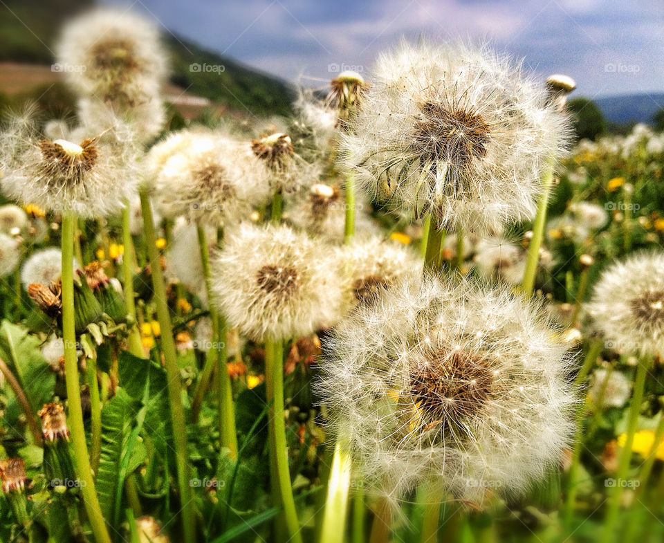 meadow nature dandelion flower by tomriver