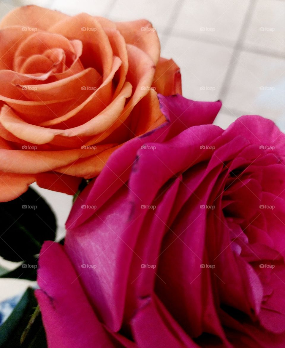Unfiltered, beautiful, lovely close-up of orange and pink elegant roses