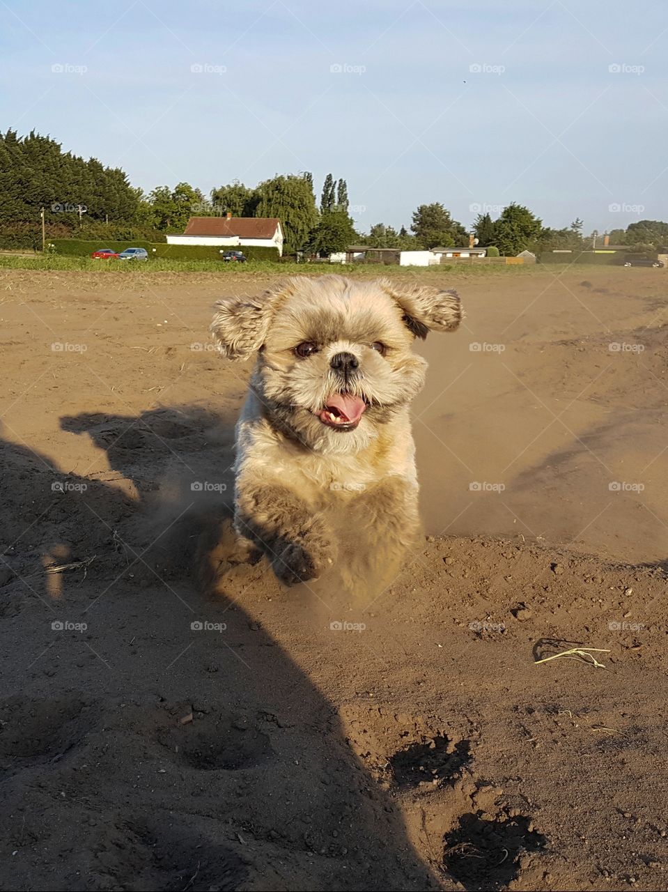 a handsome young dog runs playfully in the sand towards the viewer.