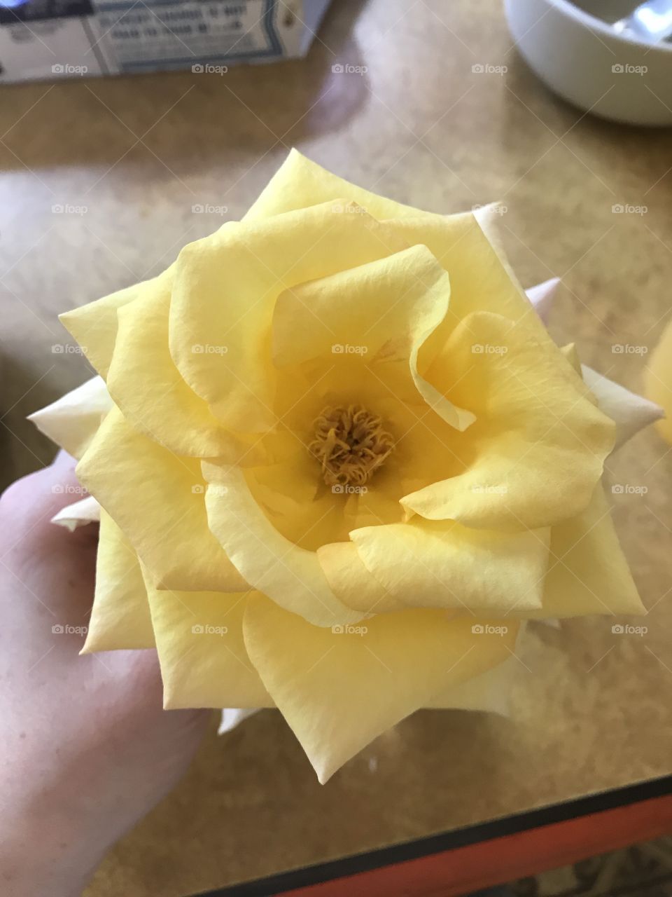 1st Yellow Rose