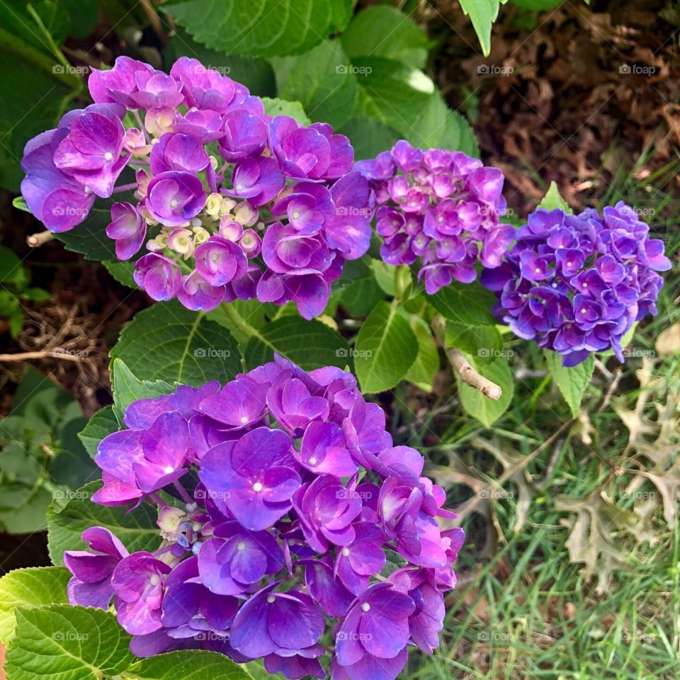 Hydrangea - Cape Cod, Massachusetts 