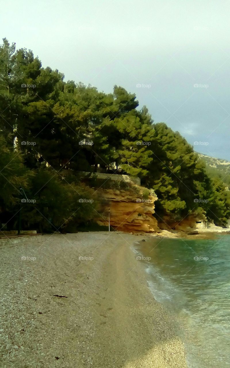 pine,sea