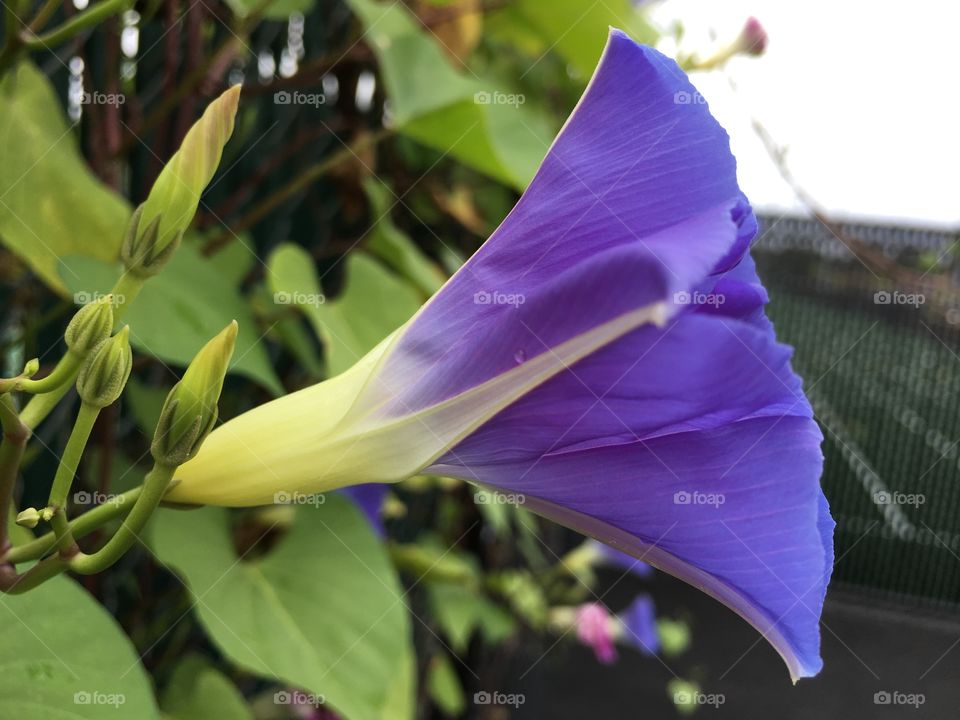 Blue Morning Glory