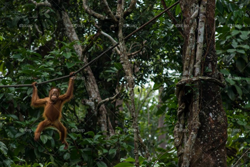 A baby orange orangutan swings along a rope playfully at the feeding station of its nature reserve on Borneo, Malaysia.  