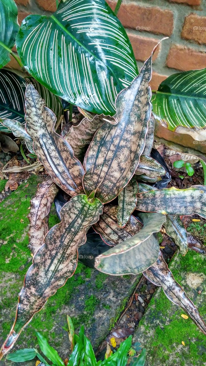 mother-in-law's tongue