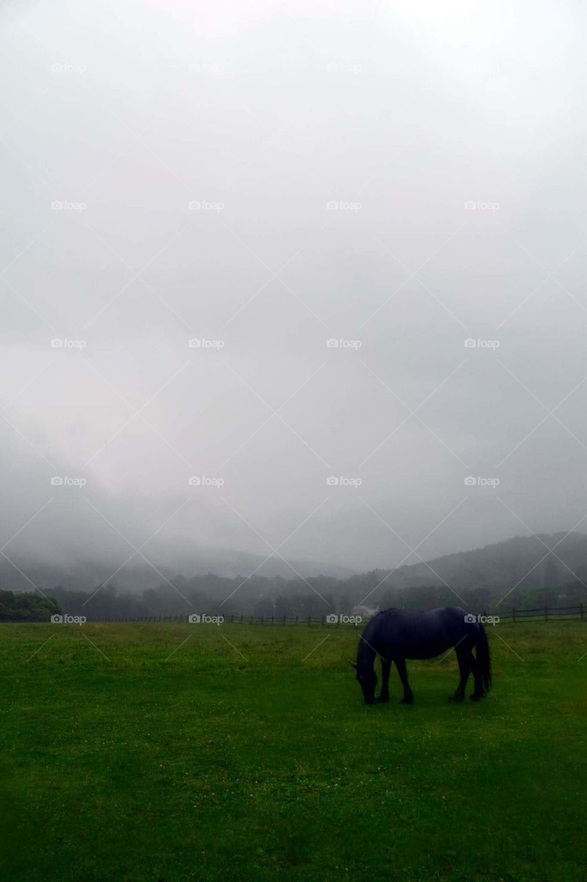 foggy weather farm horse