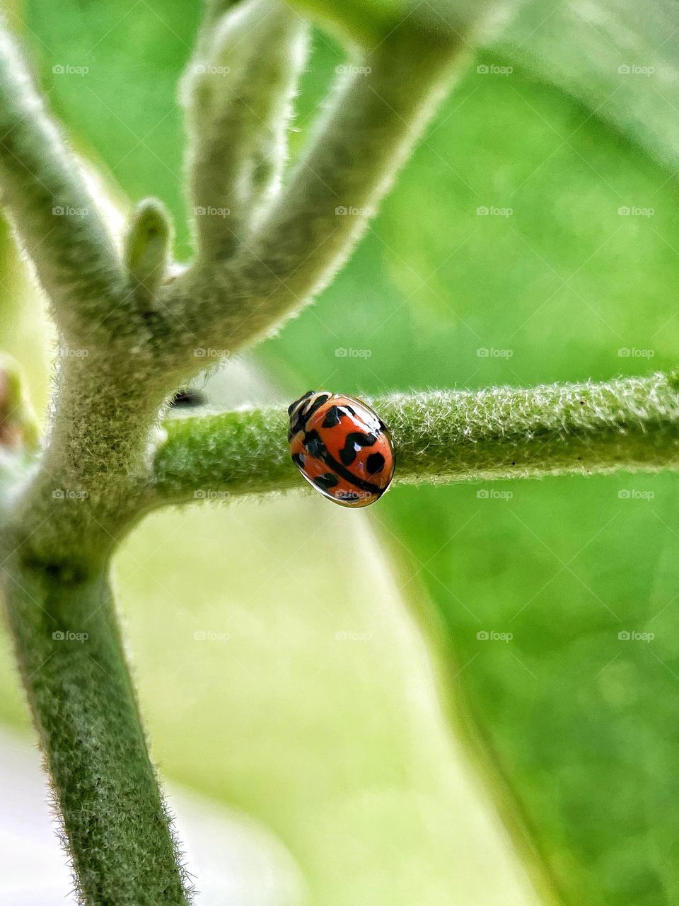 Ladybug