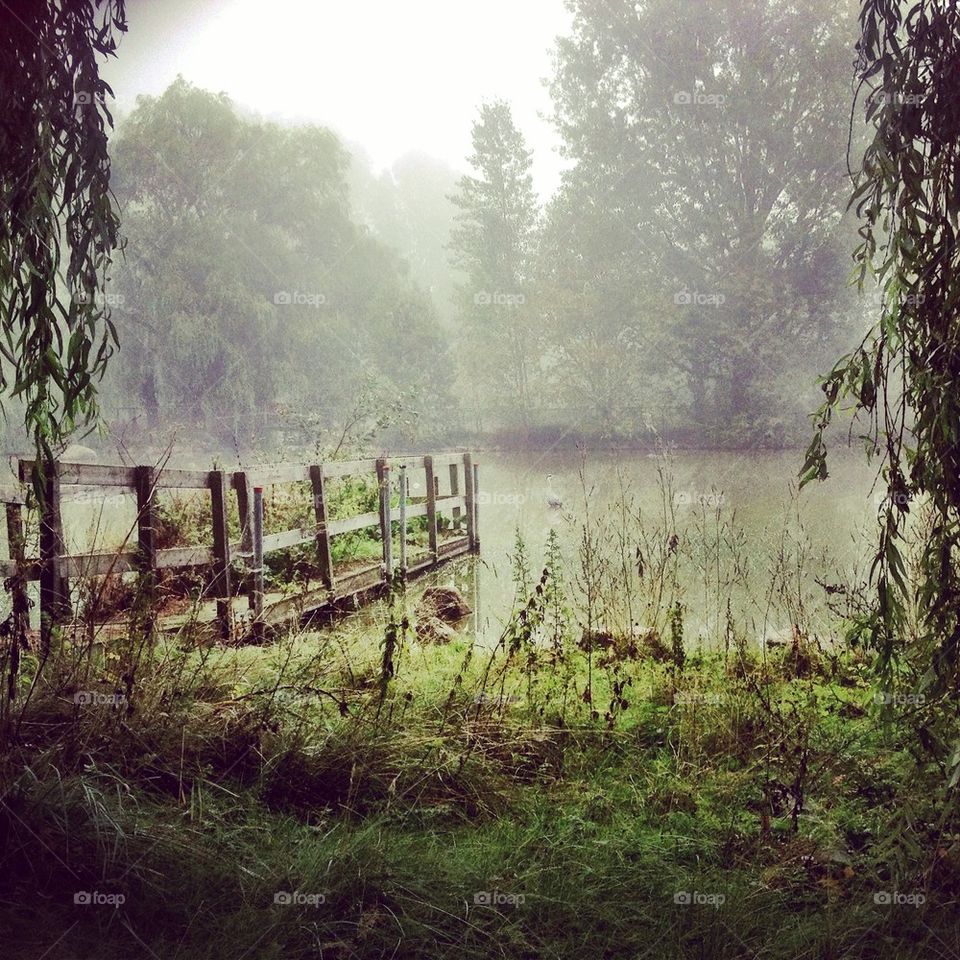 Bird in the little lake