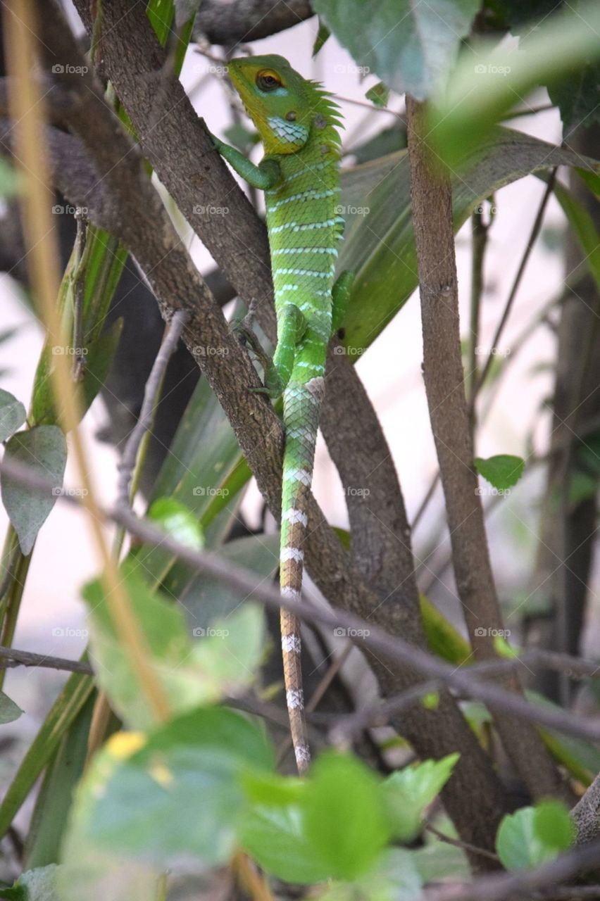 Beautiful animal spotted in Sri Lankan Streets 