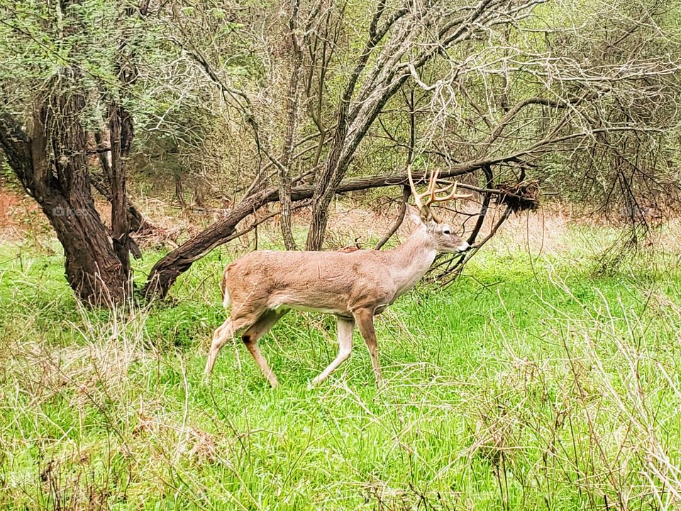 A buck in the wild among mesquite trees and grasslands