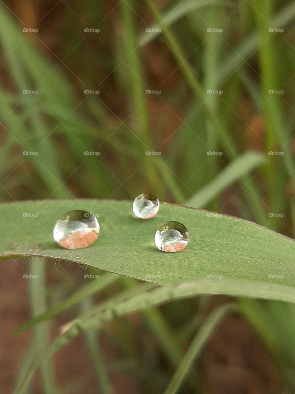 raindrops