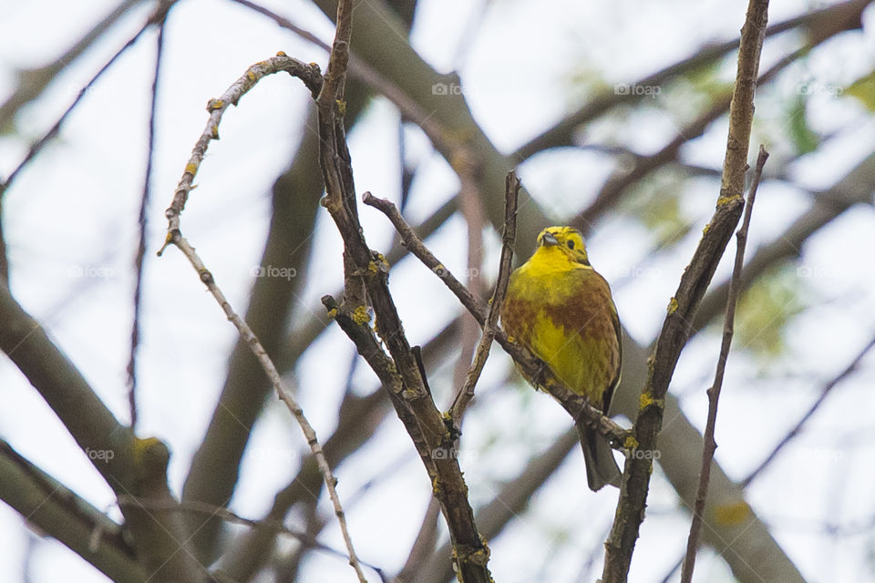 Bird, Nature, Tree, No Person, Wildlife