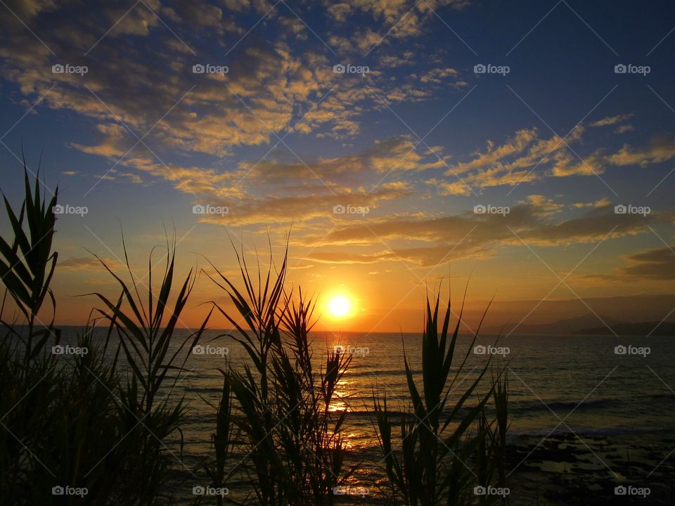 Sunset behind the plants.  (Palinuro - Italy ).