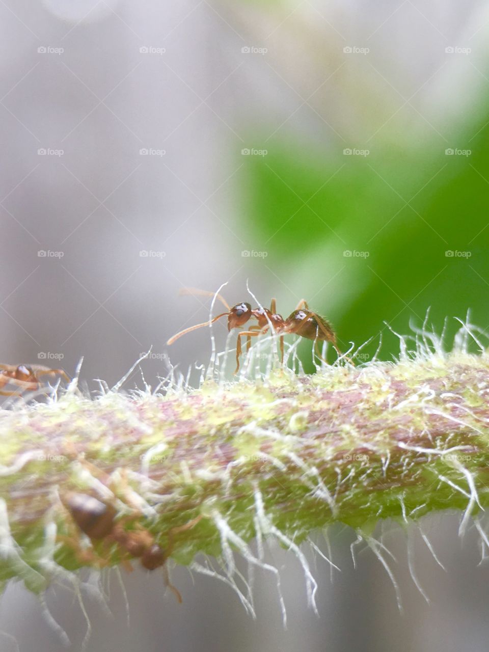 Ants working for food