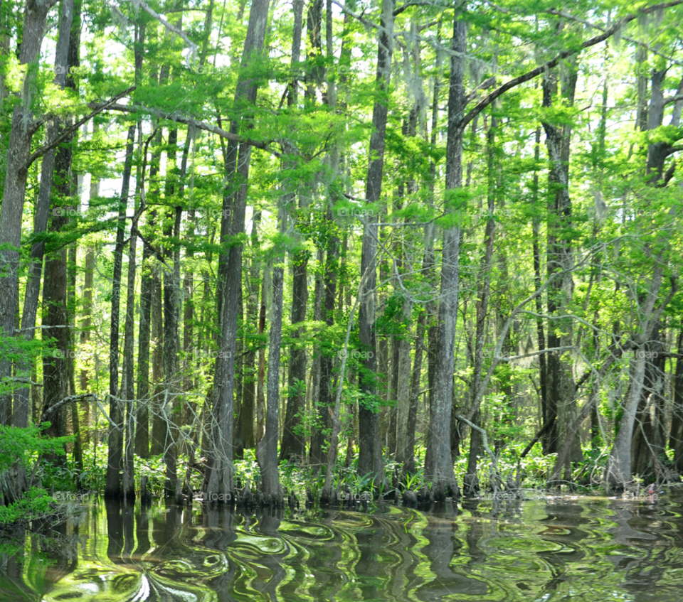 swamp cypress bayou by lightanddrawing