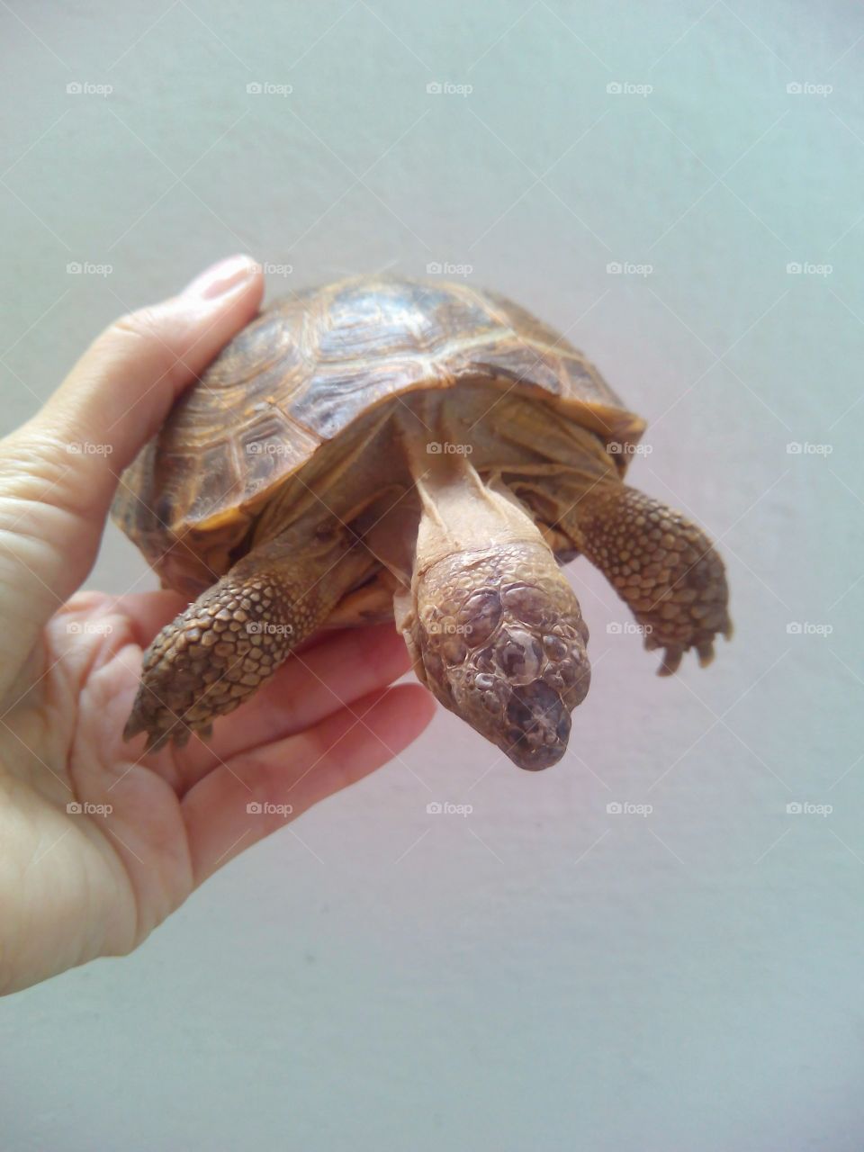 turtle pet in hand