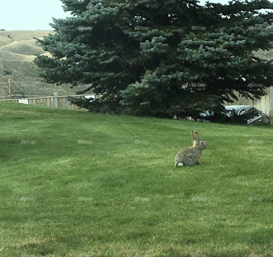 This little bunny rabbit is basking in the sun, on the lush green grass, relaxing from its day of scavenging for food, and running and playing