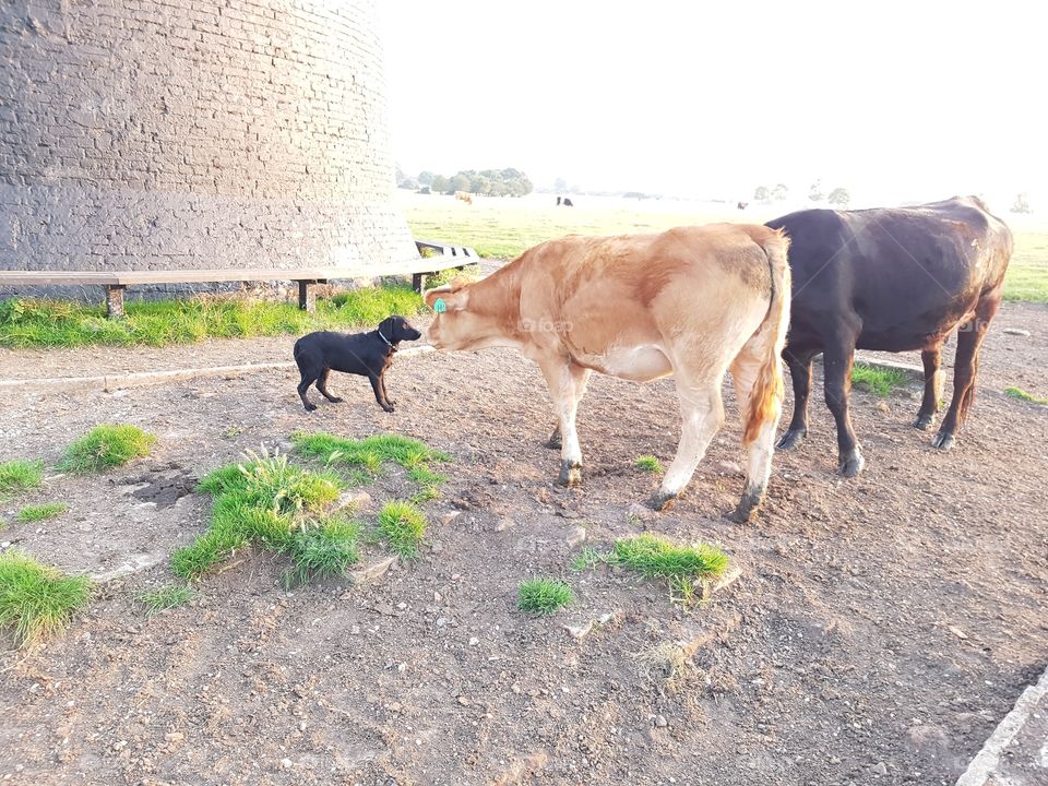 my dog kisses a cow