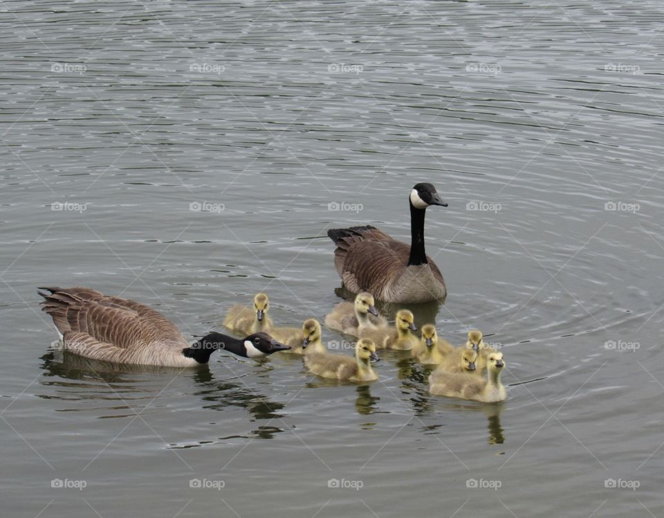 Geese and their goslings 