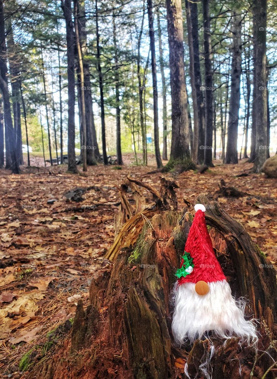 A walk through Gnome forest.