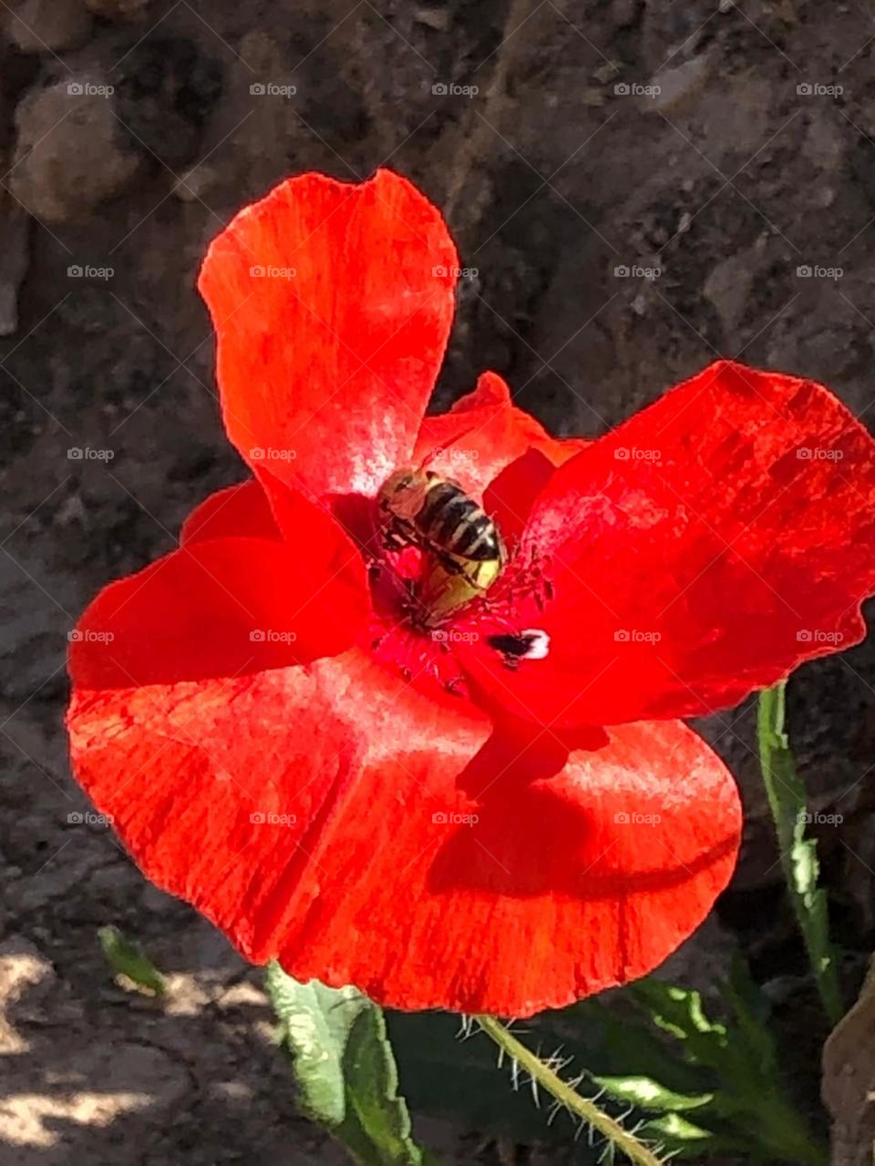 beautiful bee on red Rose