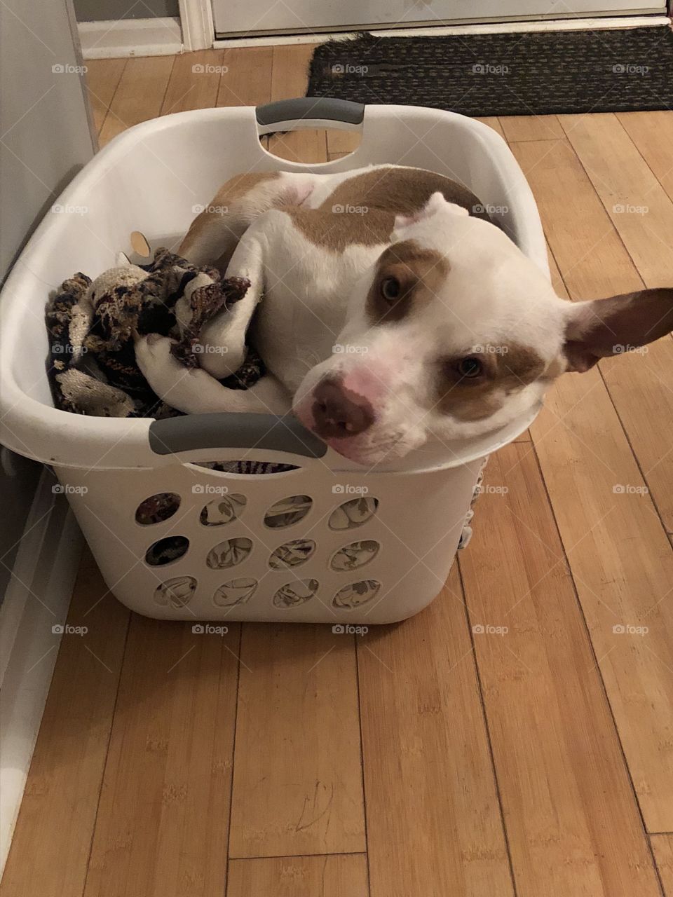Mommy doesn’t mind if I borrow her laundry basket for a little shut eye