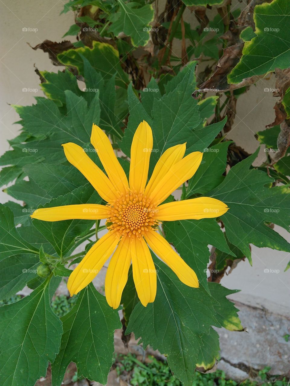 flower