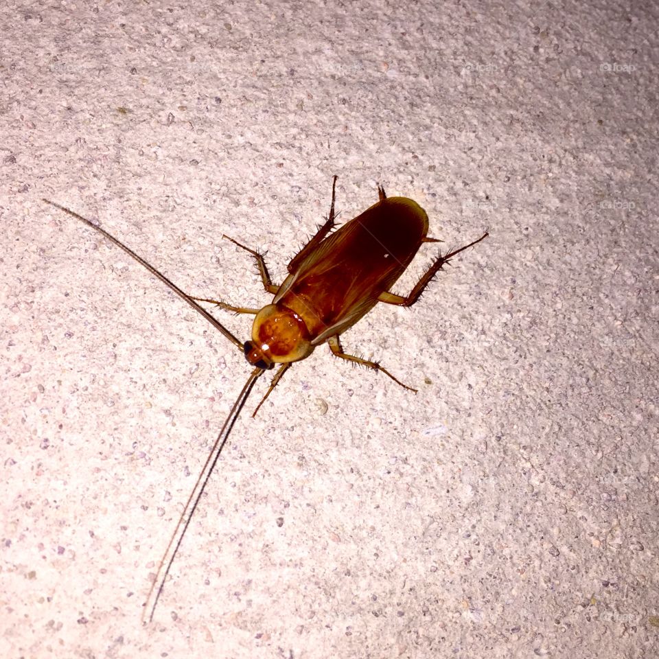 the cockroach