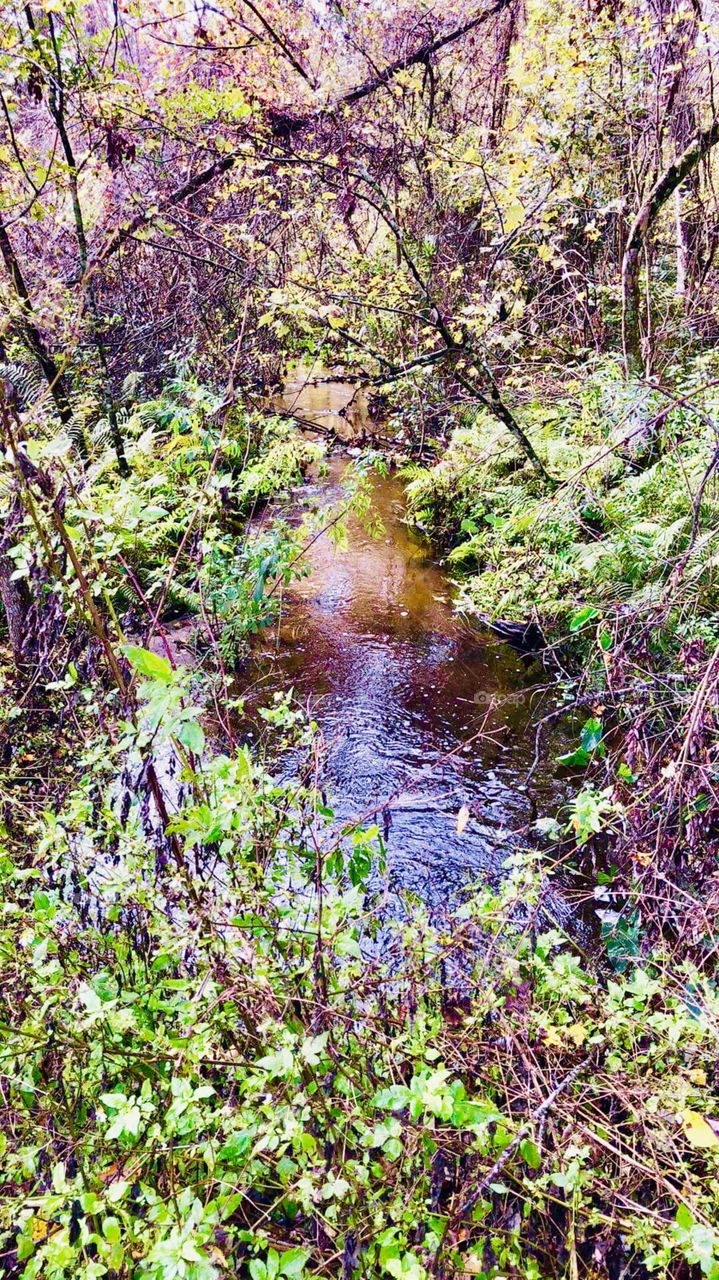 Hidden creeks of wonder located in Florida-taken in winter. A ever-flourishing site.