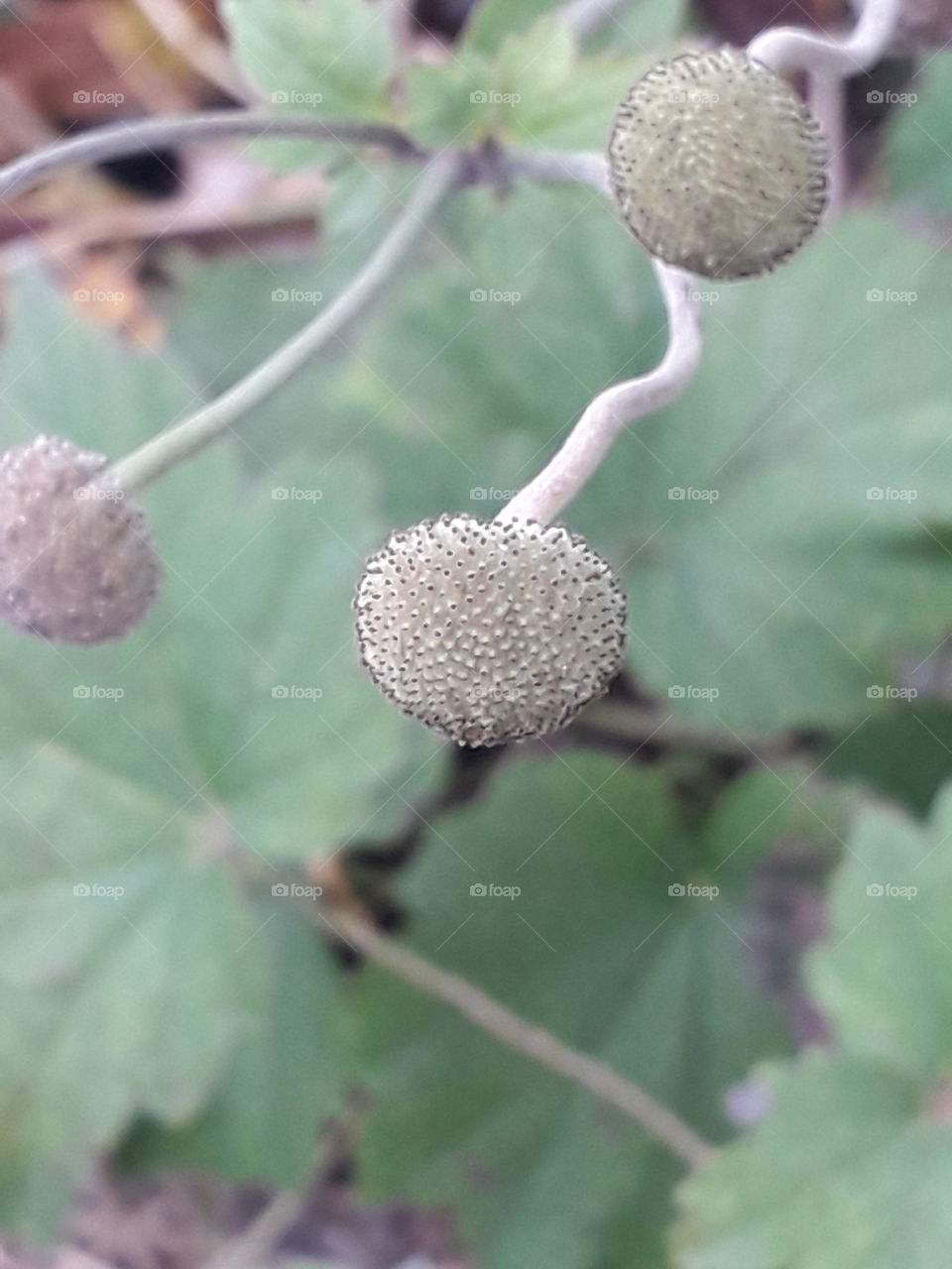 close-up of dry petal less anemone flowers