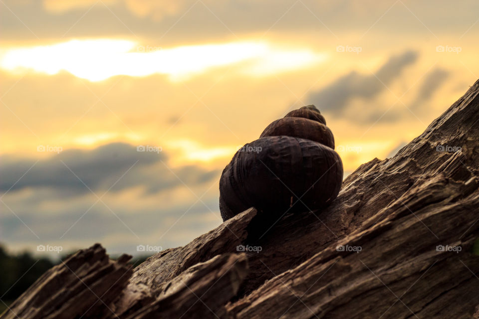 Sunset. Went out walking one afternoon and found this small conch shell by the the side of the lake. 