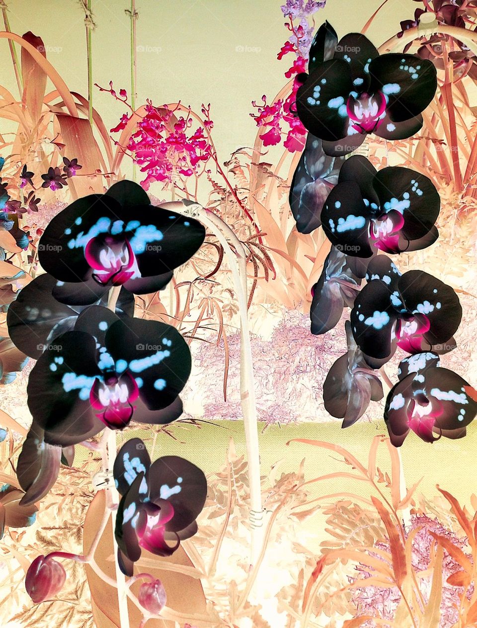 orchids edit invert flower show by lateproject