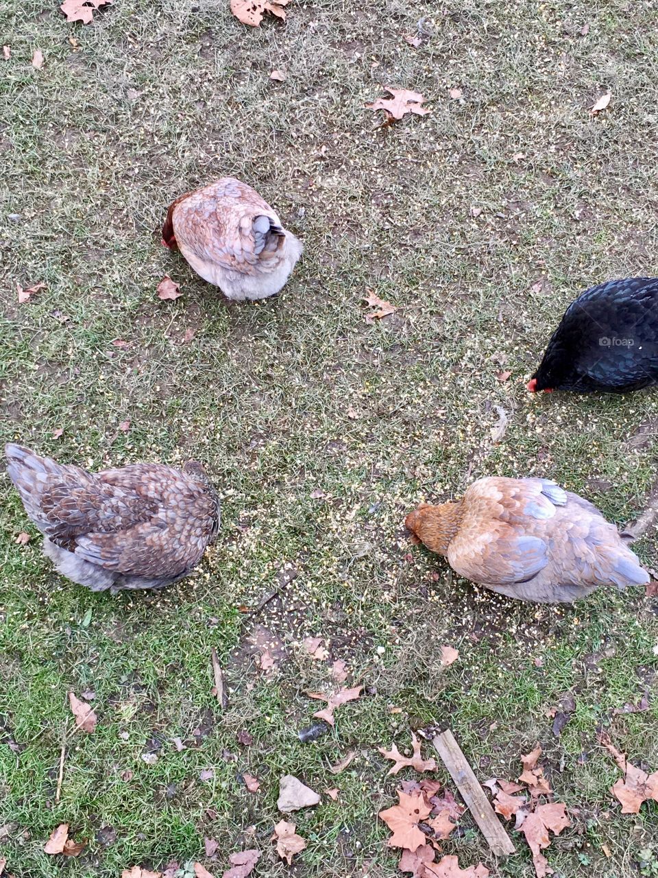 Chickens