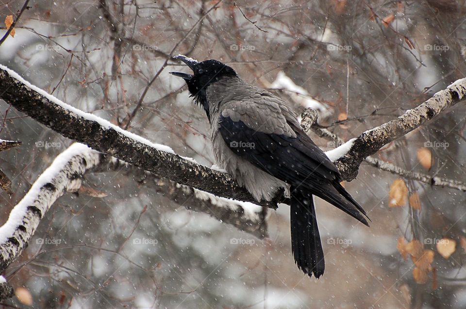 Corvus cornix