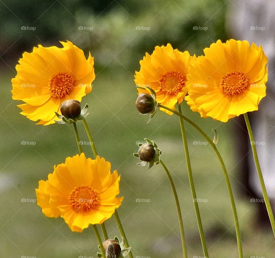 Natures simple beauty 