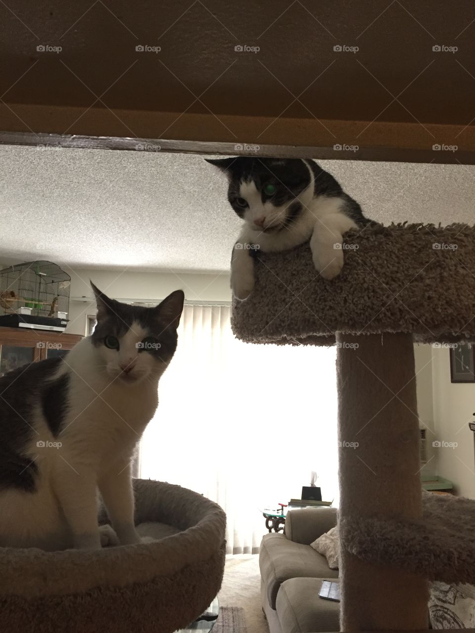 Cats, what’s for dinner, mom?