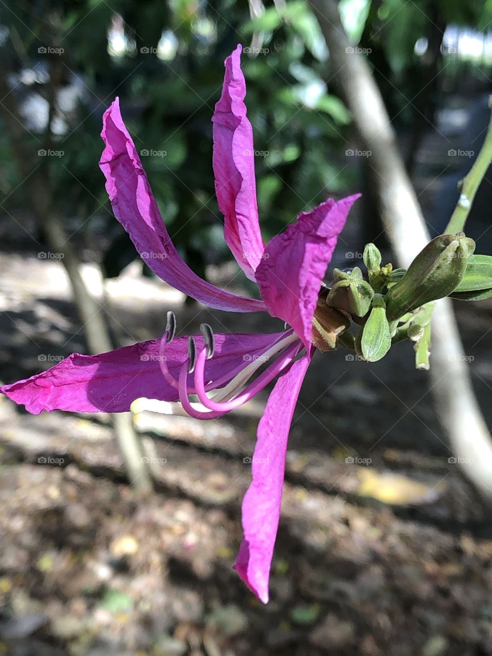 Flowers around everywhere, Countryside ( Thailand 🇹🇭